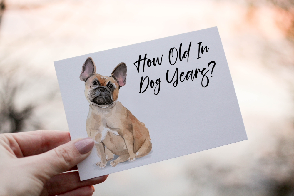 French Bulldog Birthday Card, Dog Birthday Card - Click Image to Close